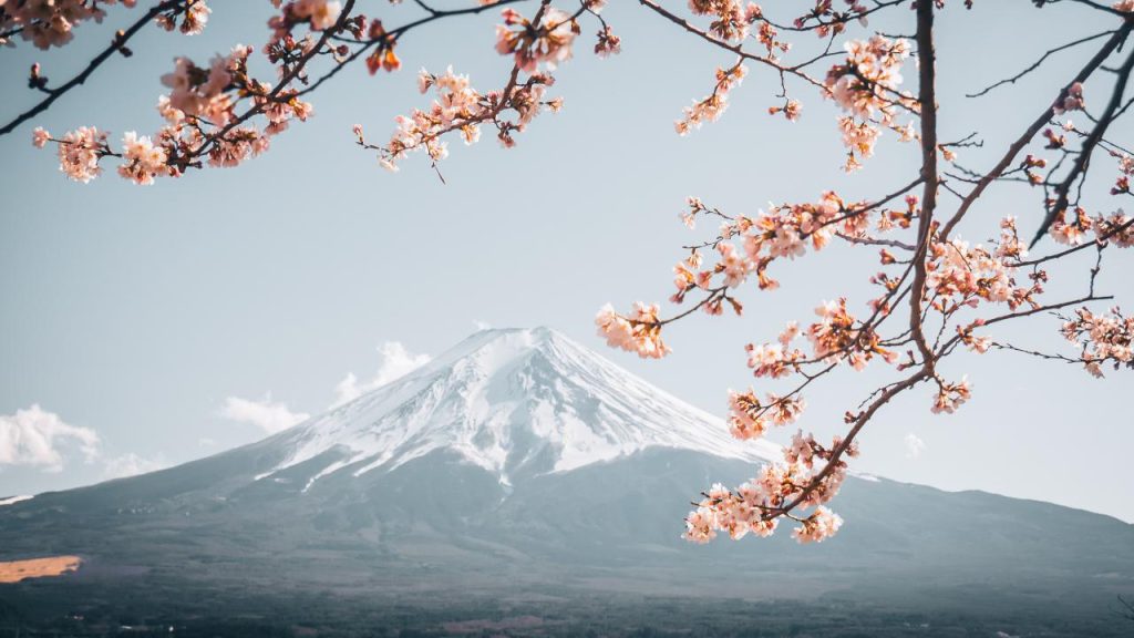 Japan cherry blossom